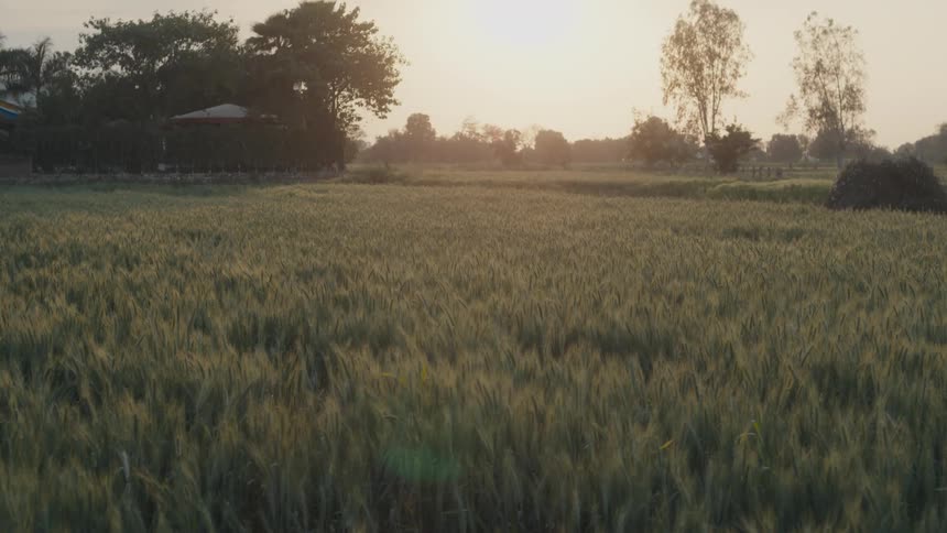 Golden crop field glows at sunset with trees and huts in distance