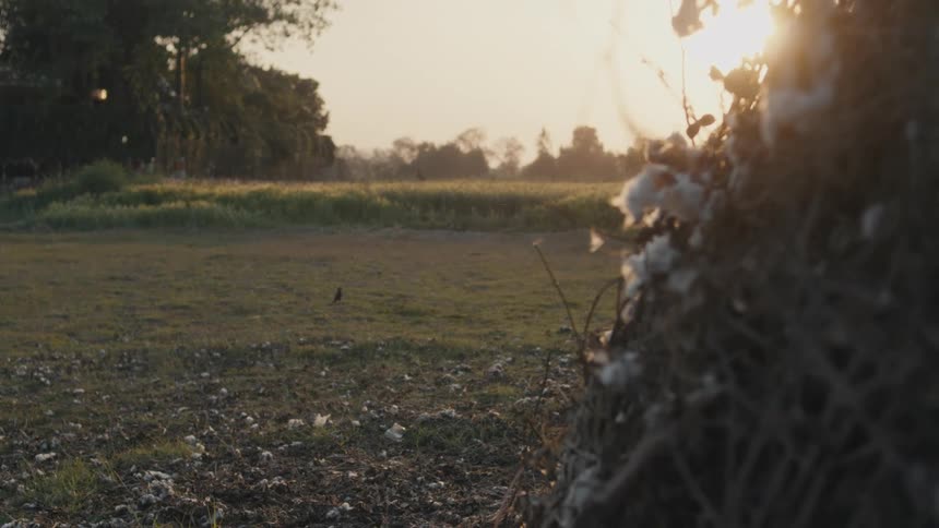 A quiet open field is softly lit by the warm glow of the setting sun