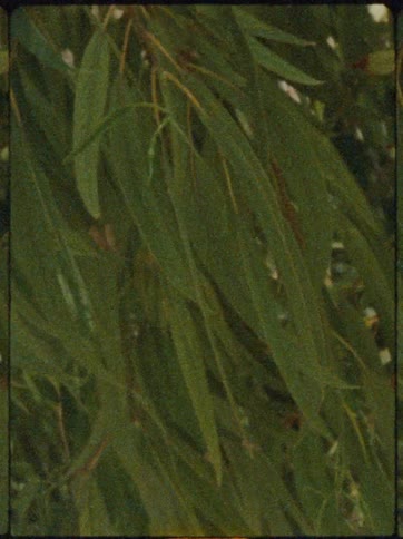 Closeup of green leaves on a tree