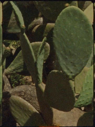 Plants surround a patch of cacti on a sunny summer day