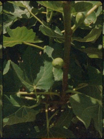 Fruits grow on a large leaved plant that sways in the breeze on a summer day