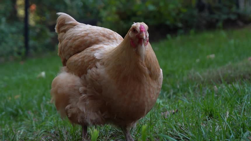 The chicken is walking on the grass