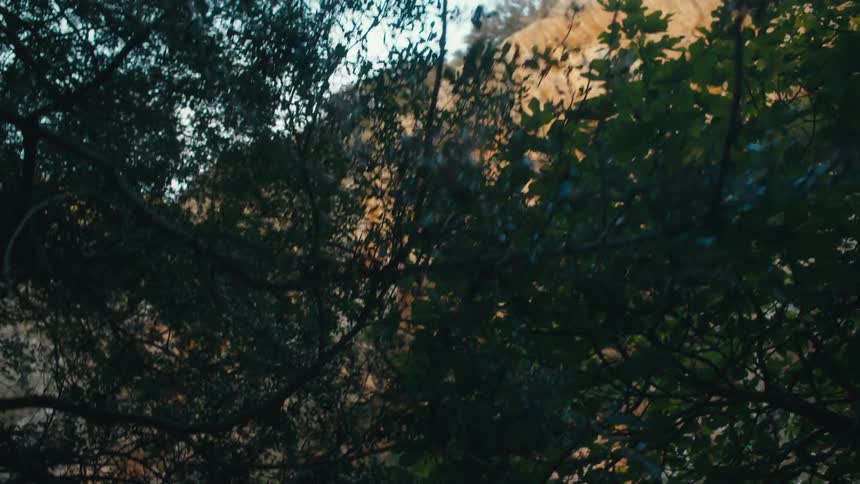 Trees are in front of the mountain