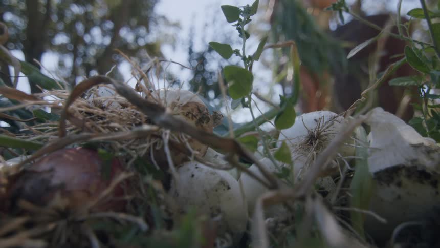 Woman outdoors harvesting garlic