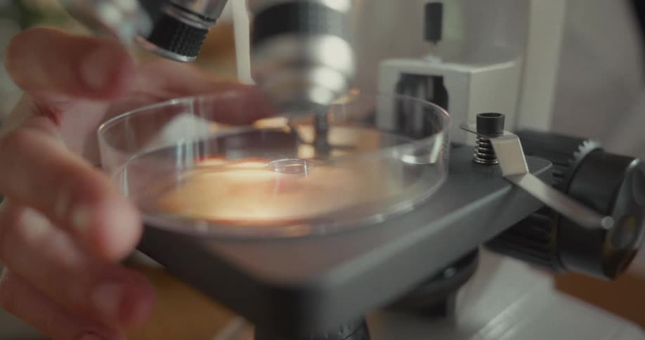 Close up of a scientist placing a petri dish on a microscope stage under its objective lenses