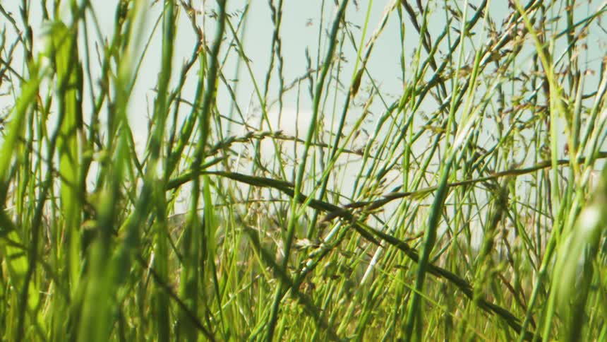 Green grass blows in the wind