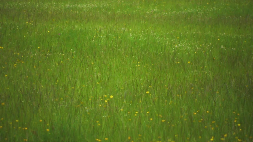 Large field surrounded by a small stone wall
