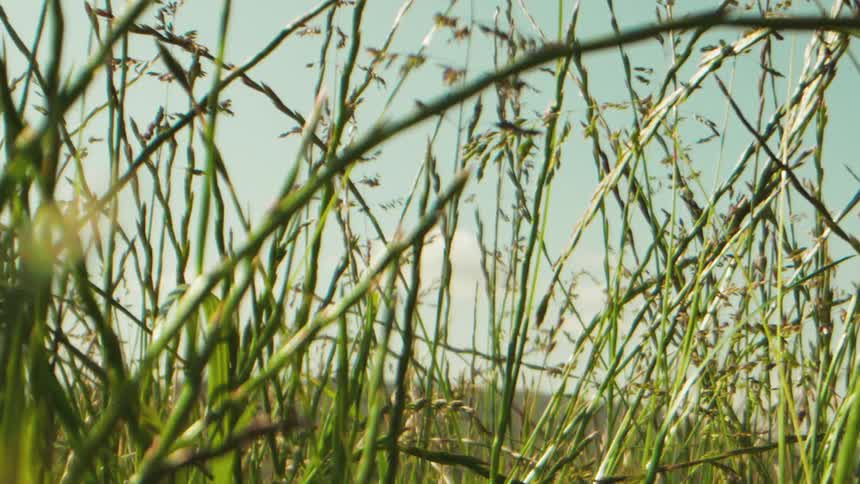 Tall reeds against a blue sky