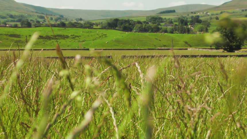 Tall green grass fills the field
