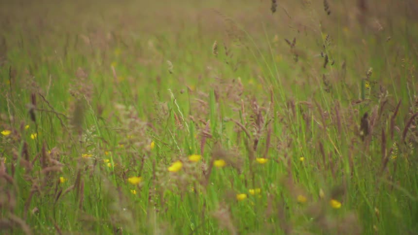 Natural field with flowers and bushes
