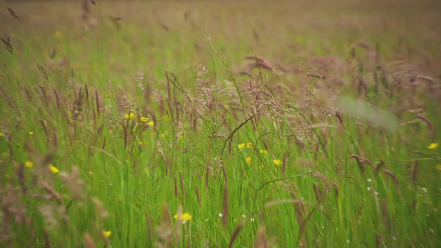 Flowers and grass fill the field