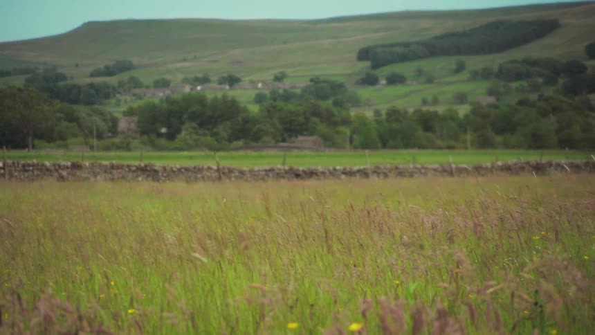 Field with tall grass and a rock wall in the background