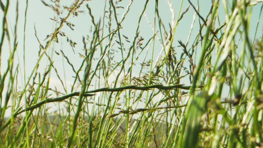Closeup of tall grasses with blurred background