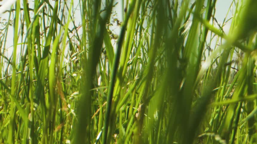 Close view in tall grass seen during daytime