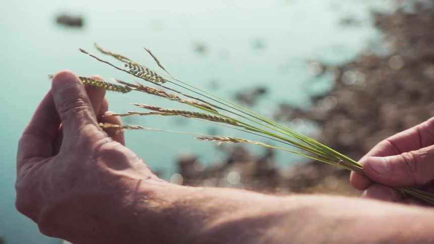 Pair of hands holding a reed with a lake in the background
