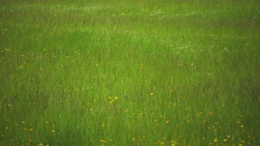 Greenish grass field with yellow flowers