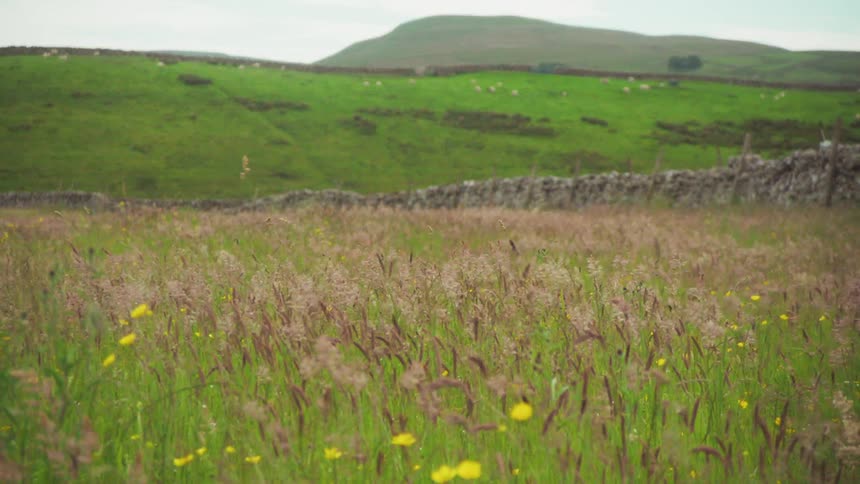 Field with weeds and flowers and hills and mountains in the background