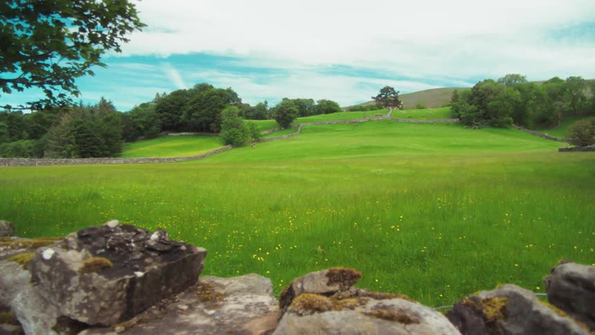 Landscape of a green field with flowers and trees