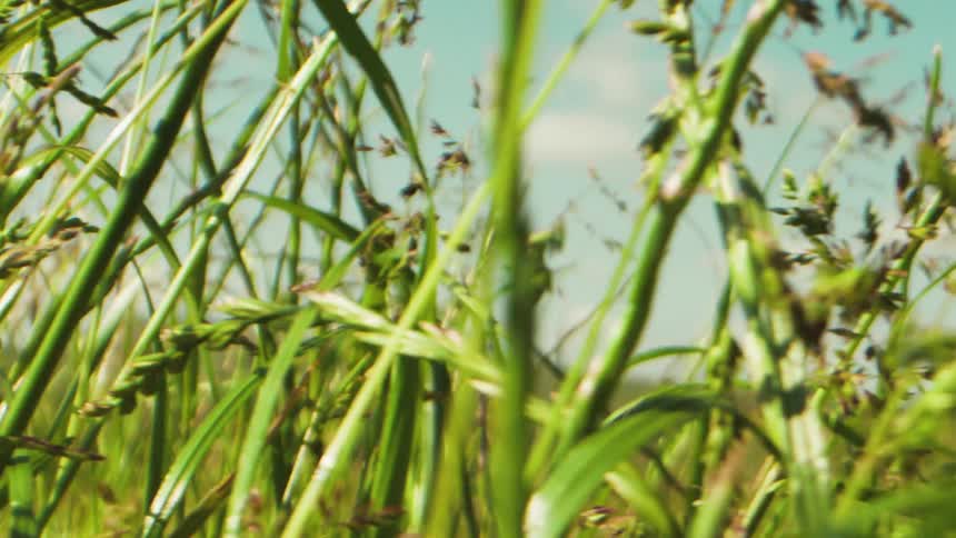 Closeup of an agricultural field seen during the day