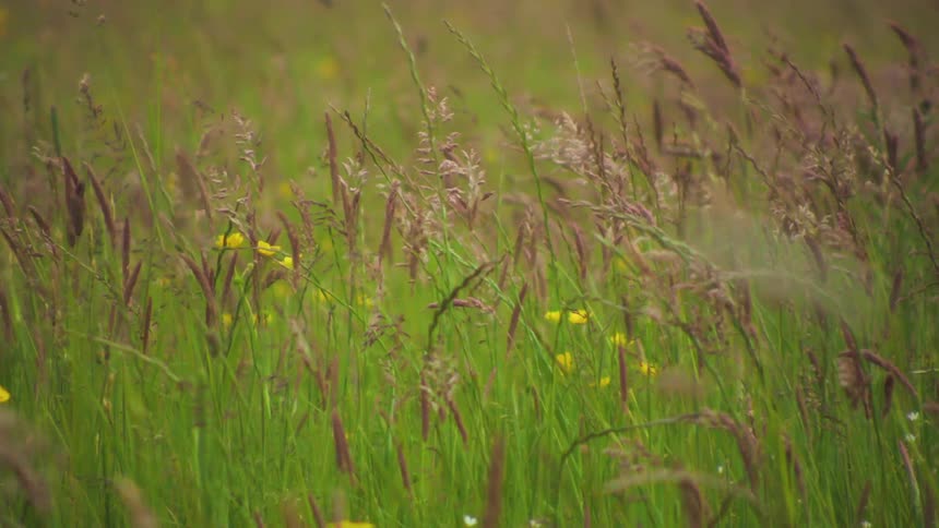 Flat greenish field with some yellow leaves