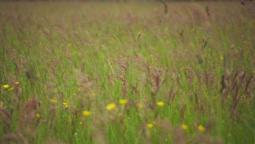 Greenish field with tall grass and sparse yellow plants