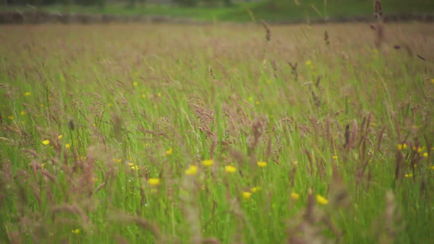 Flat field with weeds and yellow flowers