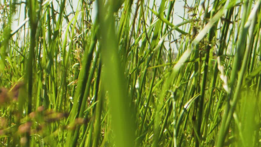 Greenish tall grass in a field