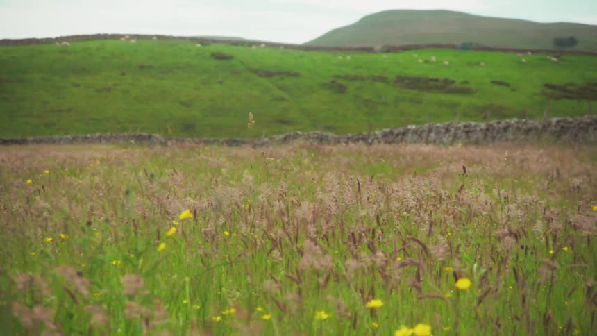 Flowery field with weeds and hills in the background
