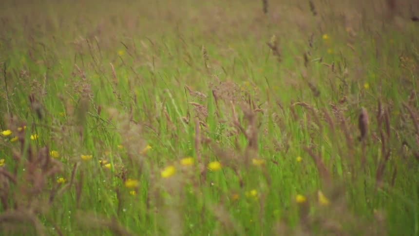 A field filled with tall grasses and small flowers