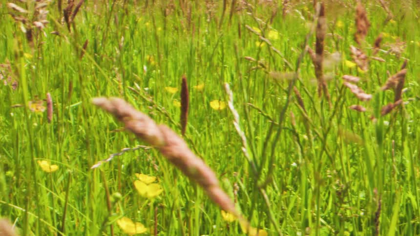 Field with tall grass during the day