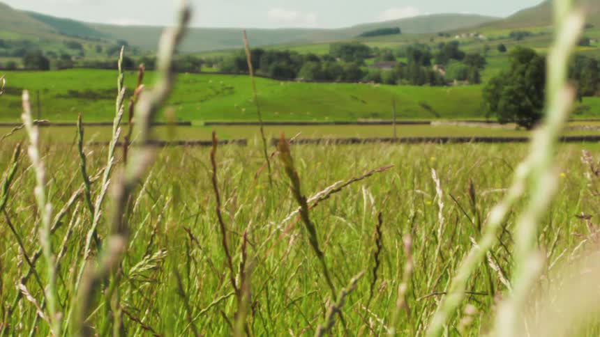 A wheat farm is surrounded by grassland at midday