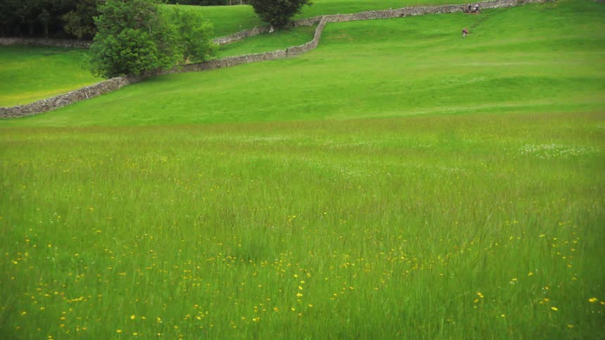 Greenish fields with some yellow flowers surrounded by a stone wall