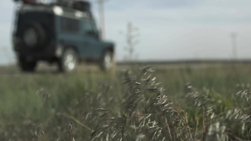 Grasslands blowing in the wind