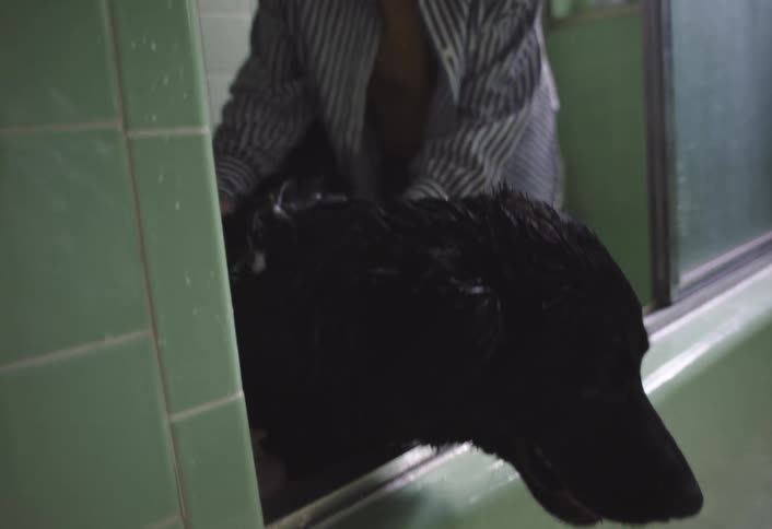 The child puts soap on the dog