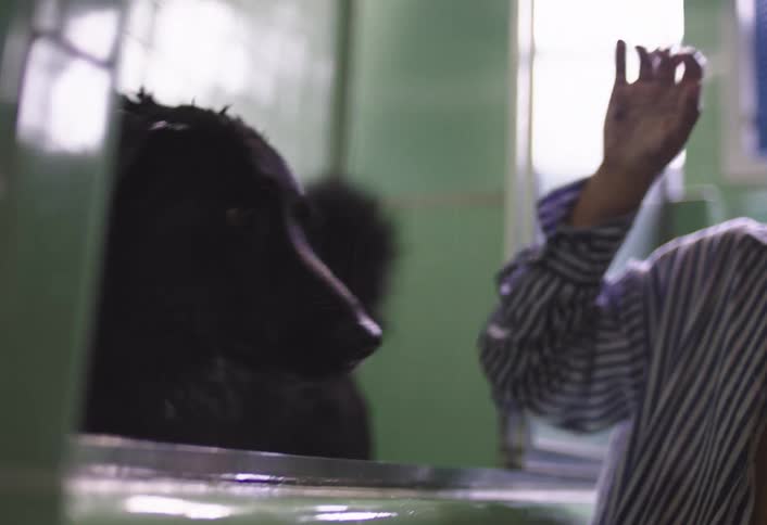 Wet dog shaking its fur and water flying in the face of a boy next to it