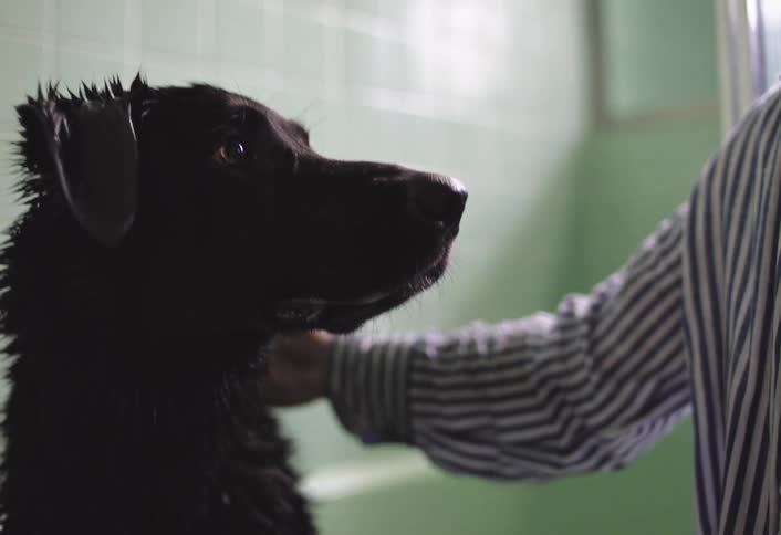 Youth in the bathroom pets his wet dog having given the animal a bath