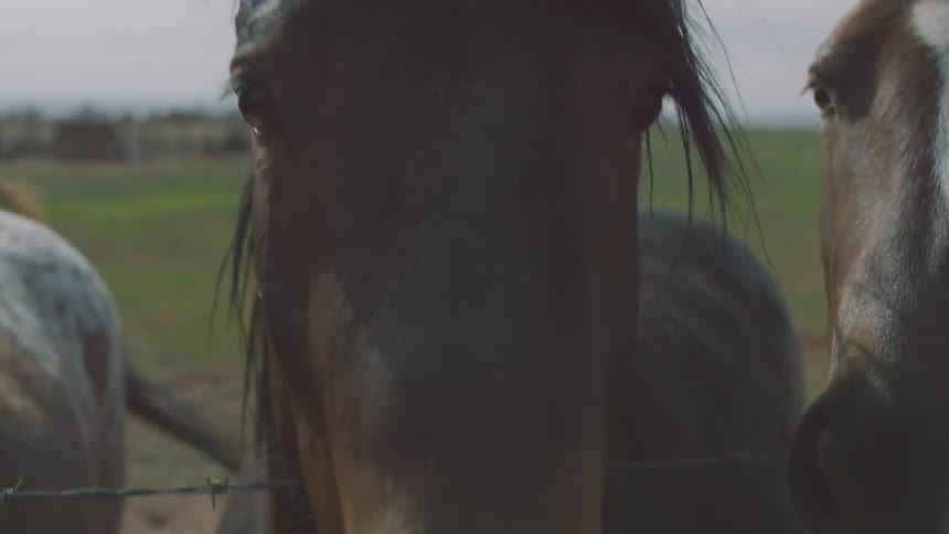 Horses next to a barbed wire fence