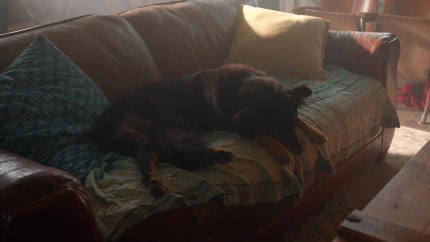 A dog is lying on a couch in a warmly lit living room