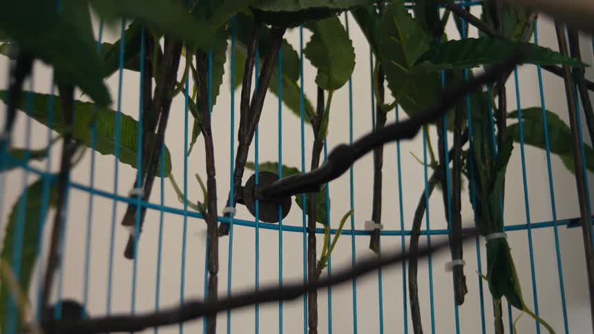 A light blue metal cage rests against a white wall with leaves and branches attached to its frame
