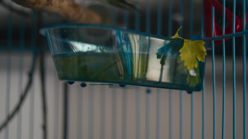 A small plastic container filled with water and a yellow leaf sits inside a birdcage