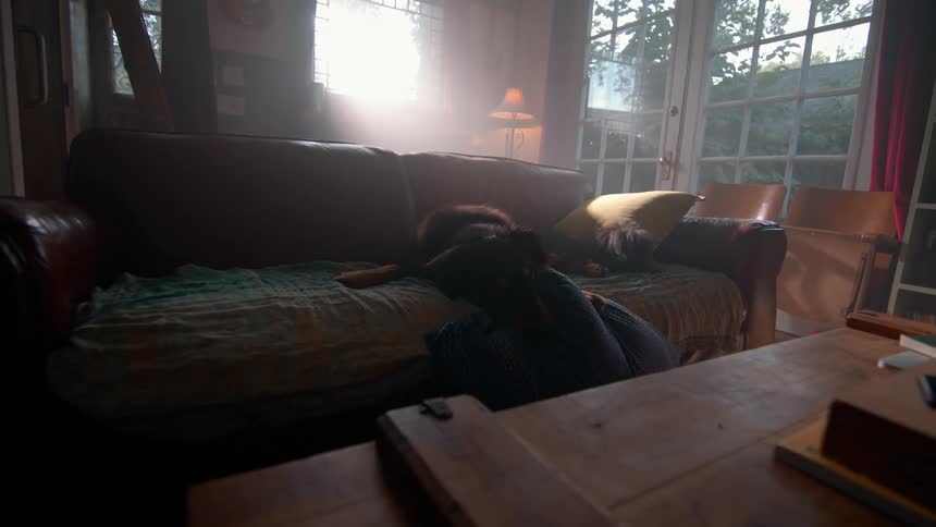A dog lounges on a couch in a sunlit living room with soft cushions