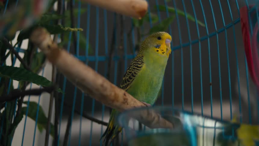 A green and yellow budgerigar perches on a wooden dowel inside a blue birdcage