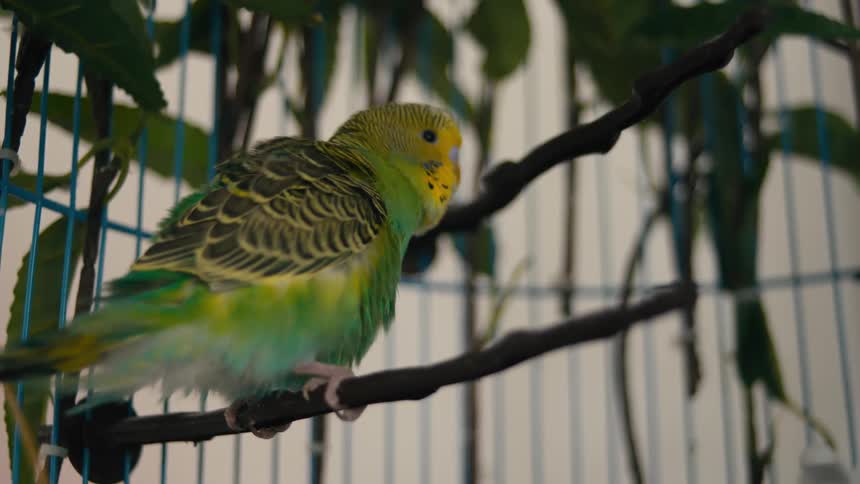Parakeet in a cage standing on a perch scratching an itch and cleaning its feathers