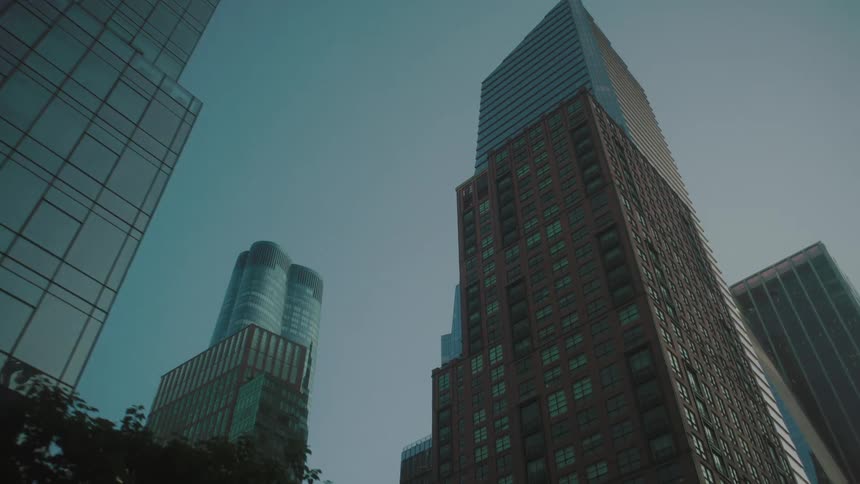 Skyscrapers tower over an intersection and the nearby tree