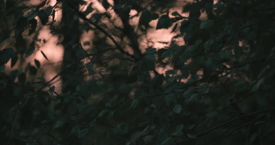 Close up of leaves on a tree outdoors at sunset