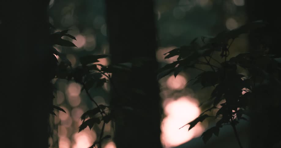 Sunlight filters through tangled forest undergrowth illuminating leaves and fallen branches scattered across the ground