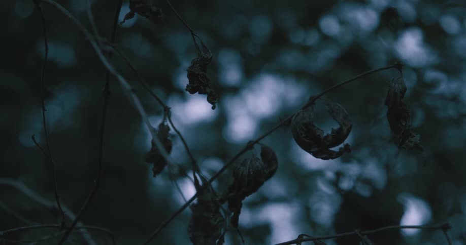 Dark dried leaves hang from thin branches against a backdrop of blurred dimly lit foliage