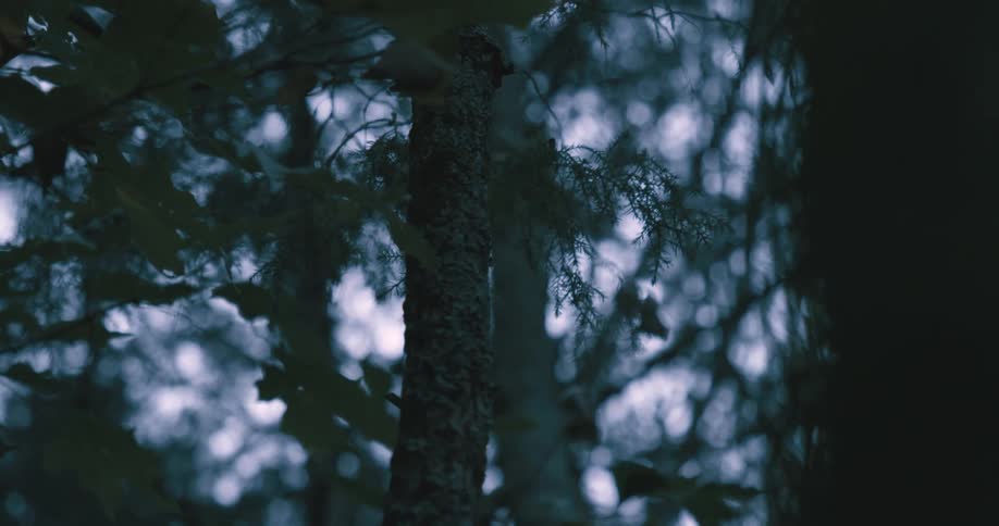 Close up of a tree trunk outdoors in a woodland area during daytime