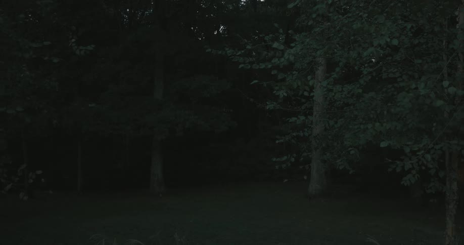 A series of trees in the forest at night