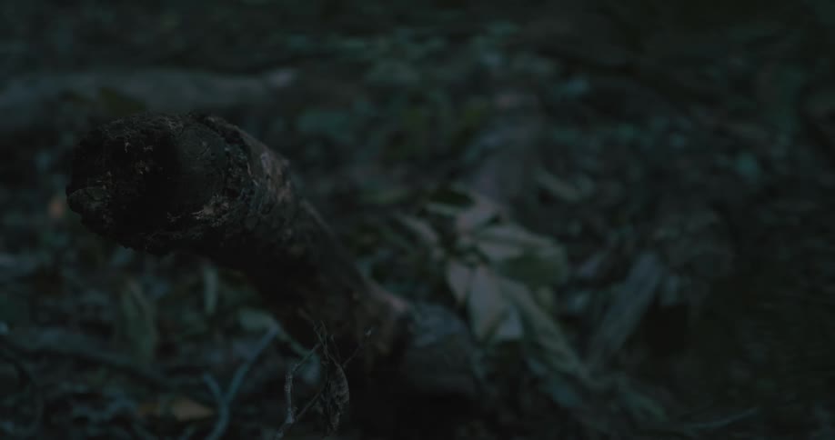 A jagged tree branch lies across damp leaves and moss at the base of a forest floor